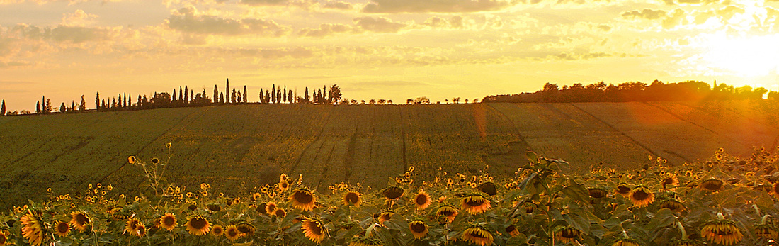 Sunflowers tuscany cortona tours 